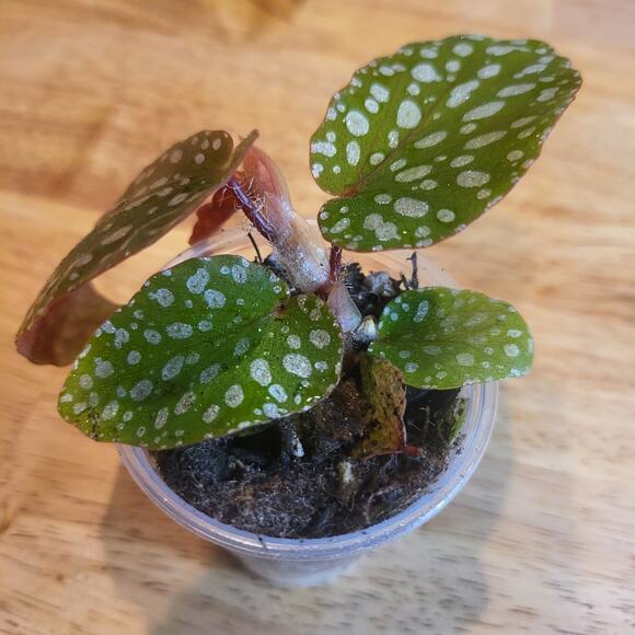 Begonia 'Maculata' polka dot begonia Small Plant - Picture 9 of 10